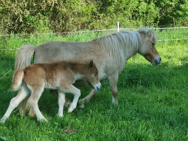 Schickes typvolles Stutfohlen Original Shetland, Nadine  (Shettyzucht Frechdachs ), Horses For Sale, Heringen, Image 2