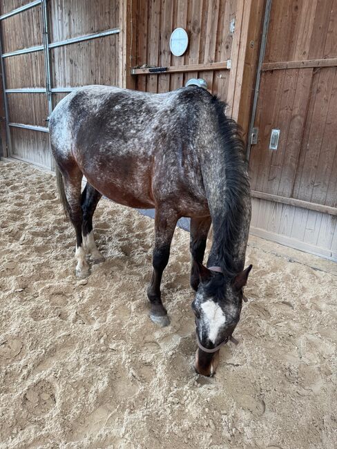 Schicker Wallach in Sonderlackierung, Suse Hörner, Horses For Sale, Hochstadt
