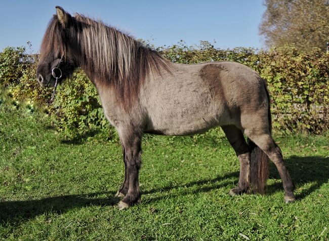 schicke Jungstute mit viel Behang, Sabine Opitz Wieben (Reiter - & Erlebnisbauernhof Groß Briesen GmbH), Horses For Sale, Groß Briesen