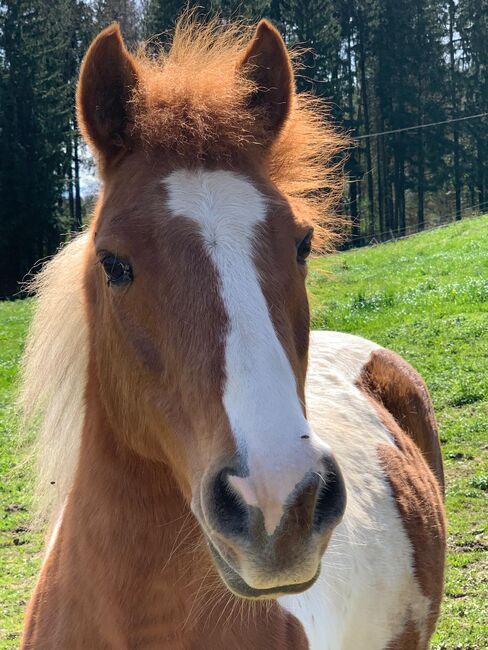 Kinderliebe Ponys zu verkaufen, Marlene Bösch, Horses For Sale, Meienberg