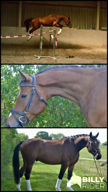 Kindergeeignetes, zuverlässiges Springwunder zu verkaufen, F.L, Horses For Sale, Würzburg, Image 4