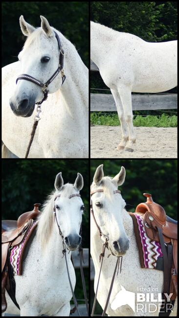 Kinderlieber, robuster Araber Wallach, Kerstin Rehbehn (Pferdemarketing Ost), Horses For Sale, Nienburg, Image 10