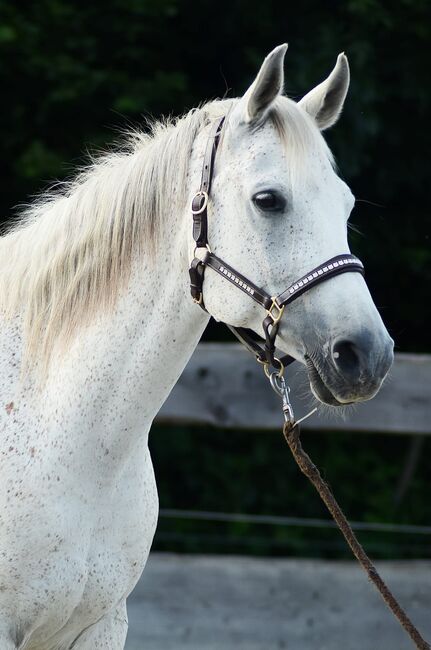 Kinderlieber, robuster Araber Wallach, Kerstin Rehbehn (Pferdemarketing Ost), Horses For Sale, Nienburg, Image 5