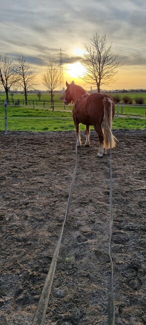 kinderlieber Wallach, Nicola, Horses For Sale, Duisburg