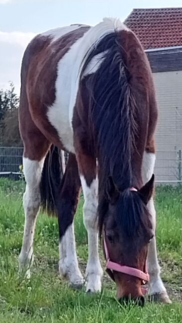 Kinderpony, Denise , Horses For Sale, Velpke, Image 4