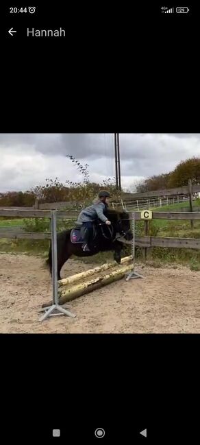 Kinderpony, Pony, Kleinpferd, Turnier, gesucht, Privat, Horses For Sale, Sankt Katharinen, Image 3