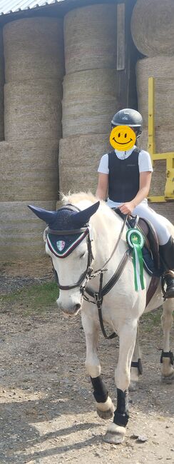 Kinderpony, Pony, Kleinpferd, Turnier, gesucht, Privat, Horses For Sale, Sankt Katharinen, Image 4