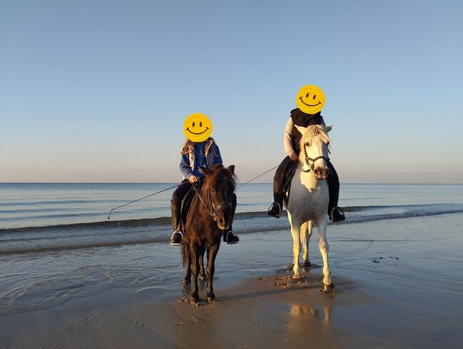 Kinderpony, Pony, Kleinpferd, Turnier, gesucht, Privat, Horses For Sale, Sankt Katharinen, Image 5