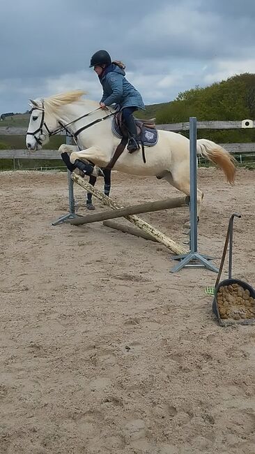 Kinderpony, Pony, Kleinpferd, Turnier, gesucht, Privat, Horses For Sale, Sankt Katharinen, Image 6