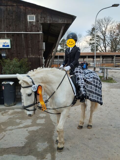 Kinderpony, Pony, Kleinpferd, Turnier, gesucht, Privat, Horses For Sale, Sankt Katharinen, Image 8