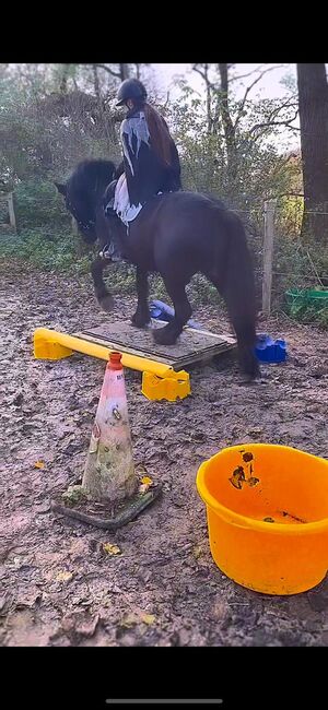 Therapie Kinderpony, B.M., Horses For Sale, Großheide, Image 2