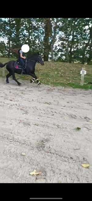 Therapie Kinderpony, B.M., Horses For Sale, Großheide, Image 3
