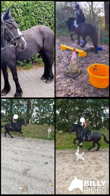 Therapie Kinderpony, B.M., Horses For Sale, Großheide, Image 6