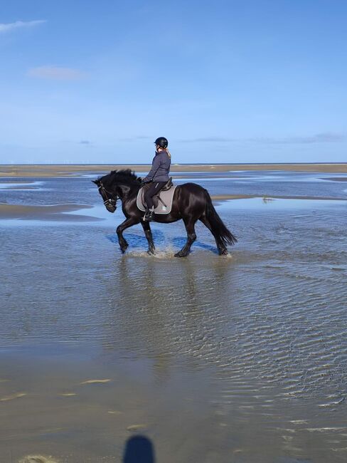 Therapie Kinderpony, B.M., Horses For Sale, Großheide, Image 5