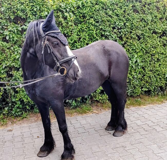 Therapie Kinderpony, B.M., Horses For Sale, Großheide