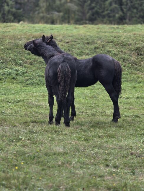 Gechilltes Noriker Hengstfohlen, Ingrid Wind , Horses For Sale, Krakau , Image 2
