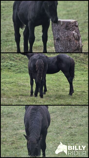 Gechilltes Noriker Hengstfohlen, Ingrid Wind , Horses For Sale, Krakau , Image 4