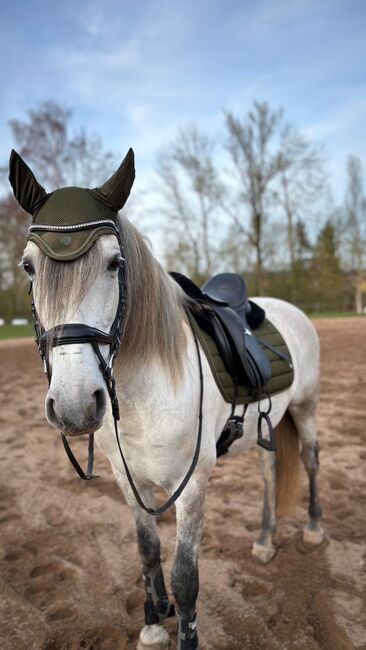 Schicker Andalusier, Stefanie Grevé , Horses For Sale, Sulzbach-Rosenberg, Image 3