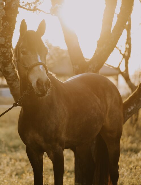 Schickes Deutsches Reitpony - vielseitig und brav, Laura, Horses For Sale, Winnenden