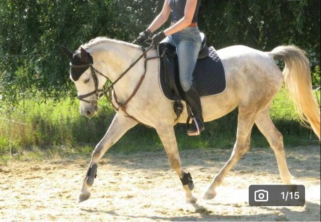 ⭐️ schicke brave Stute ⭐️, Marie Hanus, Horses For Sale, Passau, Image 6