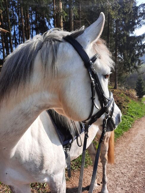 ⭐️ schicke brave Stute ⭐️, Marie Hanus, Horses For Sale, Passau, Image 7