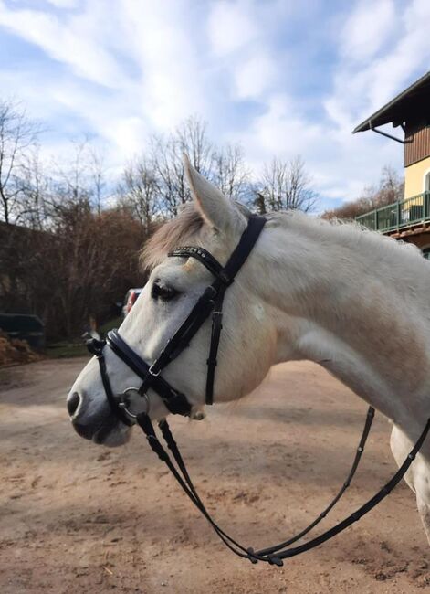 ⭐️ schicke brave Stute ⭐️, Marie Hanus, Horses For Sale, Passau