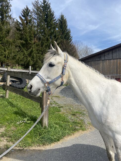 ⭐️ schicke brave Stute ⭐️, Marie Hanus, Horses For Sale, Passau, Image 2