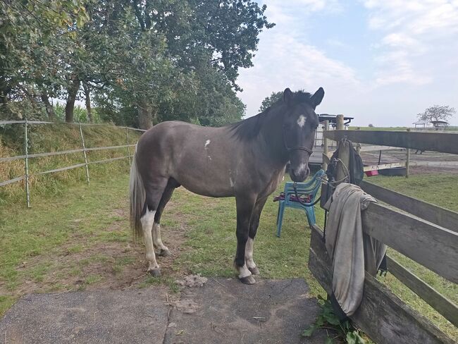 Schicker Isländer, Wallach, Sandfuchs, Horses For Sale, Hörup, Image 4