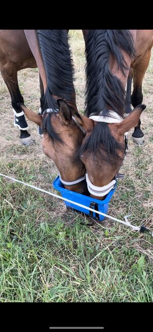 Schickes Charakterpferd mit Herz für Freizeit/Amateursport, Claudia, Horses For Sale, Euerhausen, Image 4