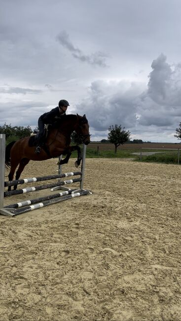 Schickes Charakterpferd mit Herz für Freizeit/Amateursport, Claudia, Horses For Sale, Euerhausen, Image 2