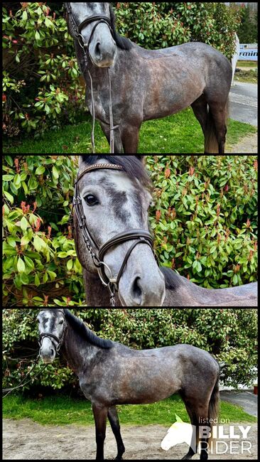 Schickes Mädchenpferd mit Traumcharakter, Sophia Reuß, Horses For Sale, Raaba-Grambach, Image 4