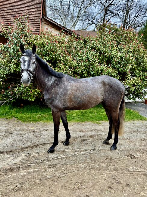 Schickes Mädchenpferd mit Traumcharakter, Sophia Reuß, Horses For Sale, Raaba-Grambach, Image 3