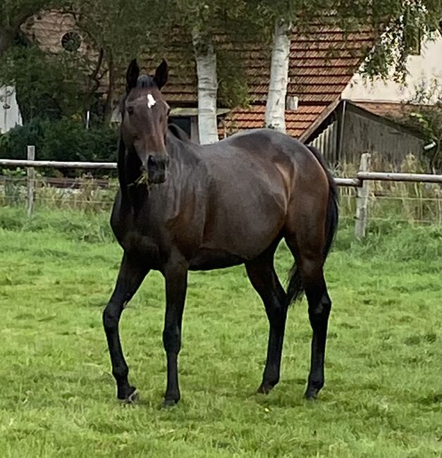 Schicke Stute zu verkaufen, Kamila Schau, Horses For Sale, Worpswede 
