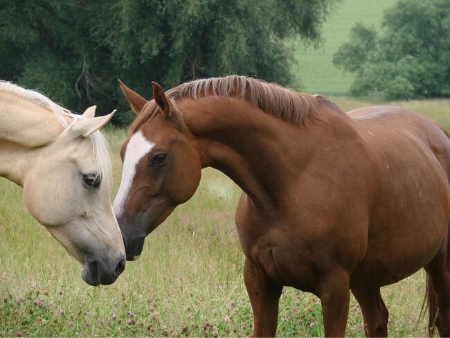 Chicke Verbandsprämienstute, Grit Loewenstein, Horses For Sale, Wallrode 