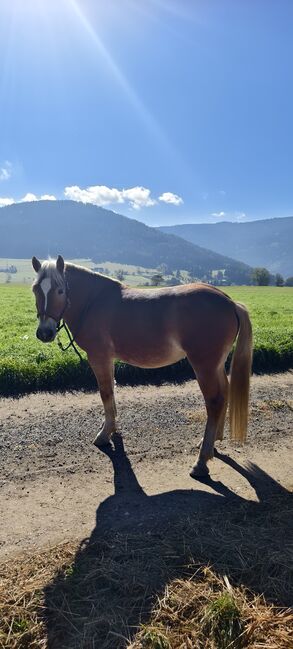 Haflinger Bub, Tuller Claudia , Konie na sprzedaż, 8793 Trofaiach