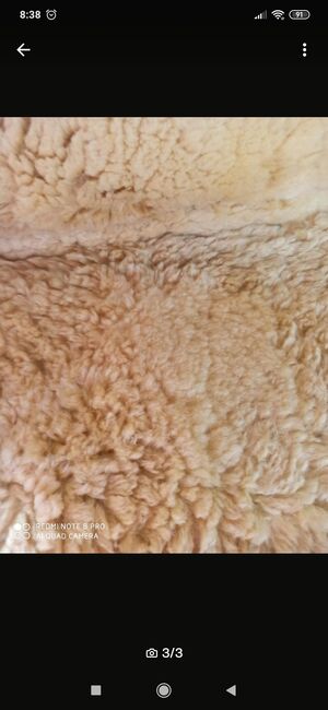 Christ Lammfell Westernpad, Christ Lammfell , Michelle, Western Pads, Krefeld , Image 2