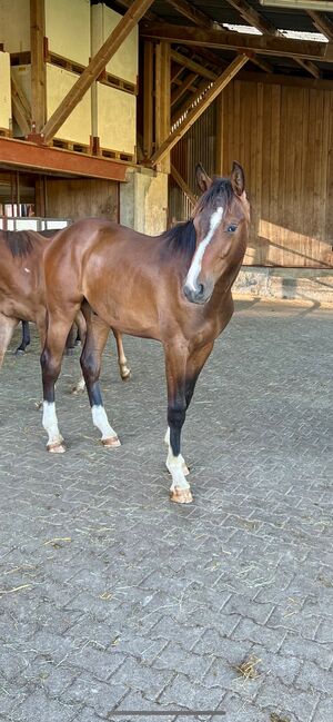 Chubakko Nachkomme zu Verkaufen, Daniela Steiner, Horses For Sale, Dinhard, Image 5