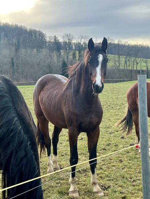 Chubakko Nachkomme zu Verkaufen, Daniela Steiner, Horses For Sale, Dinhard, Image 12