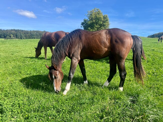 Chubakko Nachkomme zu Verkaufen, Daniela Steiner, Horses For Sale, Dinhard, Image 8