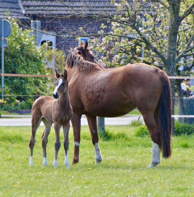 Chubakko Nachkomme zu Verkaufen, Daniela Steiner, Horses For Sale, Dinhard, Image 2