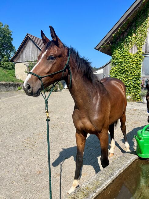 Chubakko Nachkomme zu Verkaufen, Daniela Steiner, Horses For Sale, Dinhard, Image 6