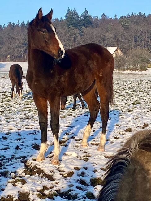 Chubakko Nachkomme zu Verkaufen, Daniela Steiner, Horses For Sale, Dinhard, Image 9