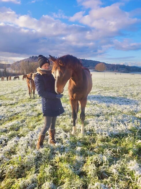 Chubakko Nachkomme zu Verkaufen, Daniela Steiner, Horses For Sale, Dinhard, Image 11