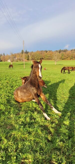 Chubakko Nachkomme zu Verkaufen, Daniela Steiner, Horses For Sale, Dinhard, Image 4