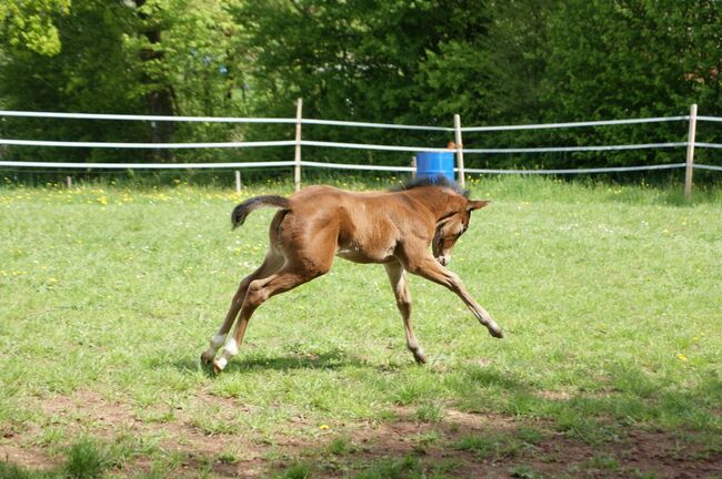 Neugieriges, gut gebautes Quarter Horse Stutfohlen, Kerstin Rehbehn (Pferdemarketing Ost), Konie na sprzedaż, Nienburg, Image 2