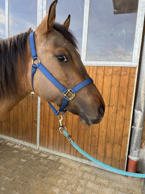 dunfarbene, sehr korrekte Quarter Horse Stute, Kerstin Rehbehn (Pferdemarketing Ost), Konie na sprzedaż, Nienburg, Image 4