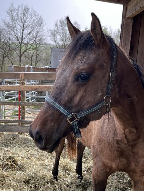 dunfarbene, sehr korrekte Quarter Horse Stute, Kerstin Rehbehn (Pferdemarketing Ost), Konie na sprzedaż, Nienburg, Image 3