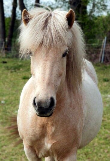 tragende Stute für die Zucht, Ulli Richard, Konie na sprzedaż, Neustadt am Rübenberge