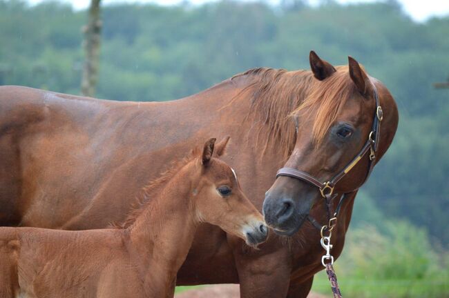 Tragende Quarter Horse Stute von Little Nic Tari, Kerstin Rehbehn (Pferdemarketing Ost), Konie na sprzedaż, Nienburg, Image 5