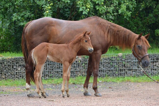 Tragende Quarter Horse Stute von Little Nic Tari, Kerstin Rehbehn (Pferdemarketing Ost), Konie na sprzedaż, Nienburg, Image 2